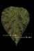 Greener Than Eden cover