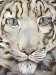 The Snow Leopard cover