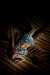 Fallen Angel 2 : To Rule in Hell cover
