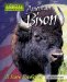American Bison : A Scary Prediction cover