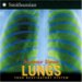 Lungs : Your Respiratory System cover