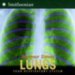 Lungs : Your Respiratory System cover