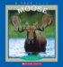Moose cover