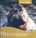 Hippopotamuses cover