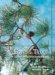 Forest Trees : A Guide To The Eastern United States cover
