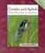 Cicadas and Aphids : What They Have in Common cover