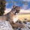 Mountain Lions 2003 Calendar cover