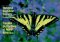  Familiar Butterflies North America