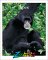 Apes cover
