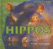 Hippos cover