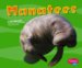 Manatees cover