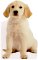 Puppy cover