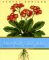 The Self-Taught Gardener: Creating And Designing A Container Garden