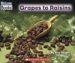 Grapes to Raisins cover
