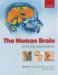 The Human Brain and Its Disorders