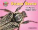 Goliath Beetle : One of the World's Heaviest Insects cover