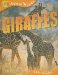 Giraffes cover