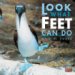 Look What Feet Can Do cover