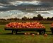 Pumpkins cover