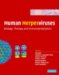 Human Herpesviruses : Biology, Therapy, And Immunoprophylaxis cover