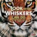 Look What Whiskers Can Do cover