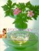 Aromatherapy for Women : Using Aromatic Essential Oils for Natural Healing cover