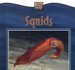 Squids cover