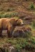 Bears cover