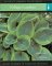 Foliage Gardens : Instant Reference to More Than 250 Plants cover