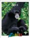 Apes cover