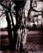 Eugene Atget's Trees : Newly Discovered Photographs from the Bibliotheque Nationale De France cover