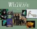 Images of Wildlife : The Best of International Wildlife Photography cover