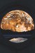 Lake Moon cover