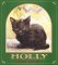 Holly : The True Story of a Cat cover