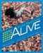 Social Psychology Alive cover