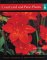 Cassell's Directory of Courtyard and Patio Plants : Everything You Need to Create a Garden cover
