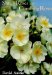 Shrub Roses & Climbing Roses : With Hybrid Tea and Floribunda Roses cover