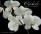 Orchids 2005 Calendar cover
