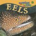 Eels cover