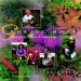 Growing Home : Stories of Ethnic Gardening cover