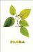 Flora cover