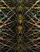 Fred Tomaselli cover