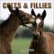 Colts & Fillies 2004 Calendar cover