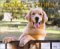 Golden Rules 2004 Calendar : Virtues of the Canine Character cover