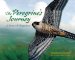The Peregrine's Journey : A Story of Migration cover