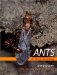 Ants of New Zealand cover