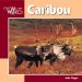 Caribou cover