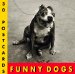 Funny Dogs Postcard Book cover