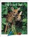 Deer, Moose & Elk cover