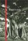 Banyan : Poems cover
